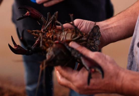 水質(zhì)在線監(jiān)測儀對(duì)小龍蝦養(yǎng)殖水的重要因素是什么 水質(zhì)在線監(jiān)測儀對(duì)小龍蝦養(yǎng)殖水的重要因素是什么