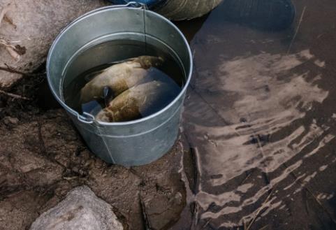 夏季投喂魚食要怎么做？